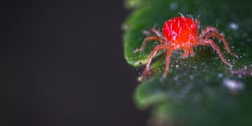 Top Garden Infestation Solutions: How to Save Your Plants Naturally
