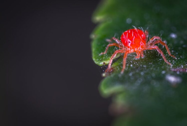 Top Garden Infestation Solutions: How to Save Your Plants Naturally