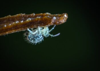 Winning the War on Weeds: Expert Tips for Common Garden Pests and How to Control Them