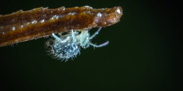 Winning the War on Weeds: Expert Tips for Common Garden Pests and How to Control Them