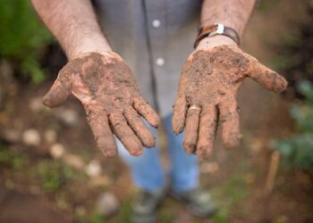 Revitalize Your Roses: How Pruning Shears Can Transform Your Garden