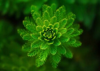 The Ultimate Guide to Plant Repotting: Tips for Healthy Growth