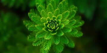 The Ultimate Guide to Plant Repotting: Tips for Healthy Growth