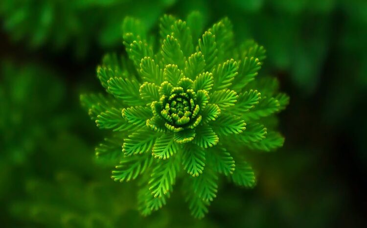 The Ultimate Guide to Plant Repotting: Tips for Healthy Growth